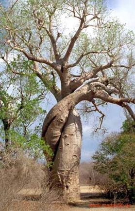 Adansonia rubrostipa (fony) Toliara 1994